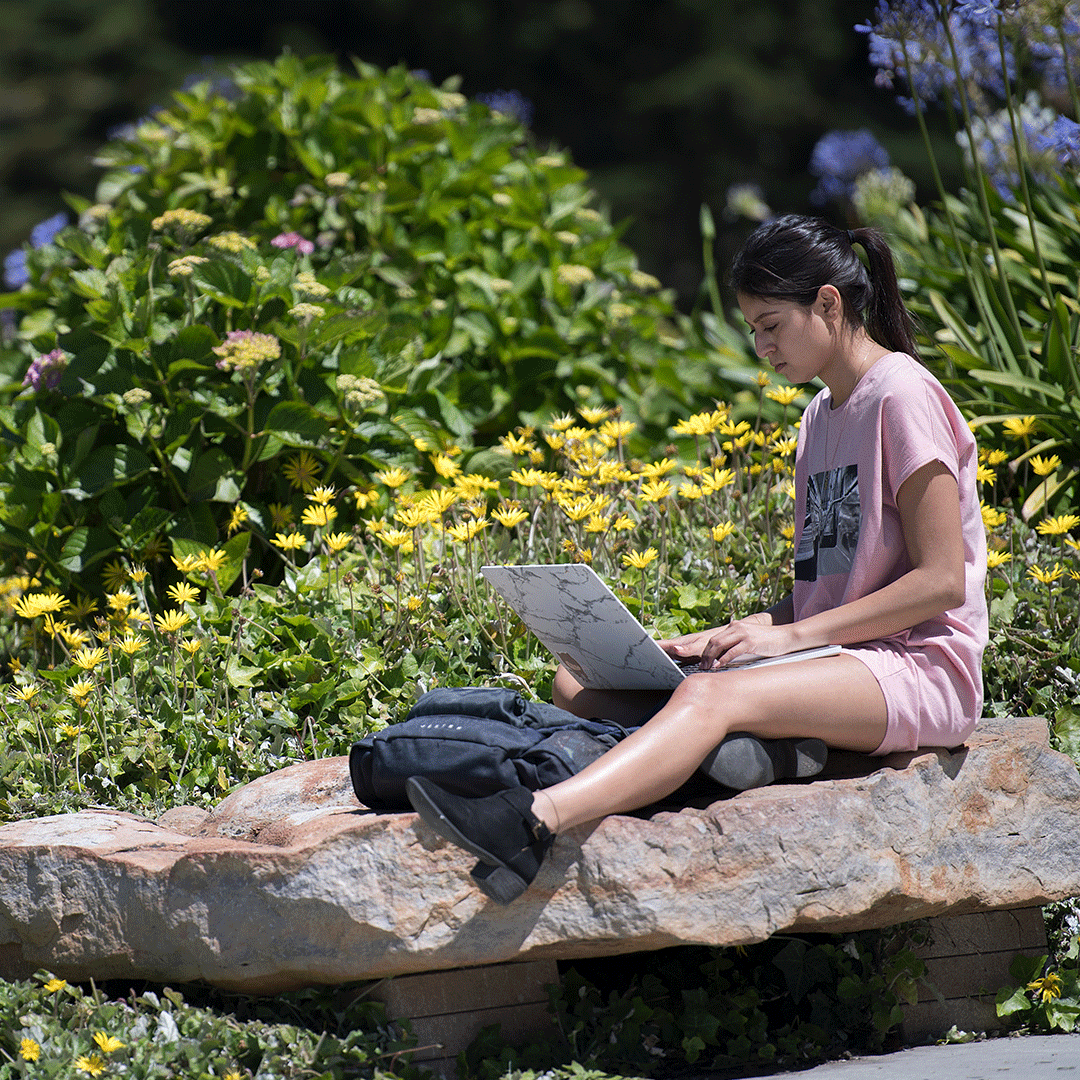 Student studying on computer on a rock, with yellow flowers