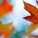 Gold and orange fall leaves