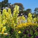 Yellow flowers on campus