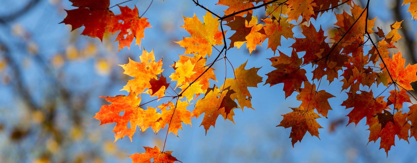 Sun illuminates fall maple leaves